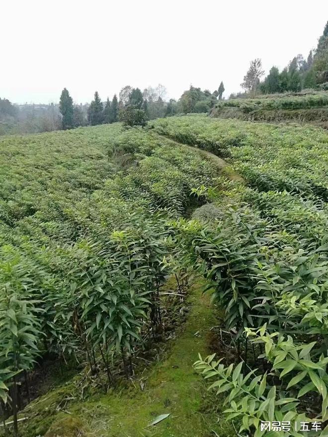入秋后黄精、白芨、金果榄3种中药材哪种最适合种植_祥凯农业